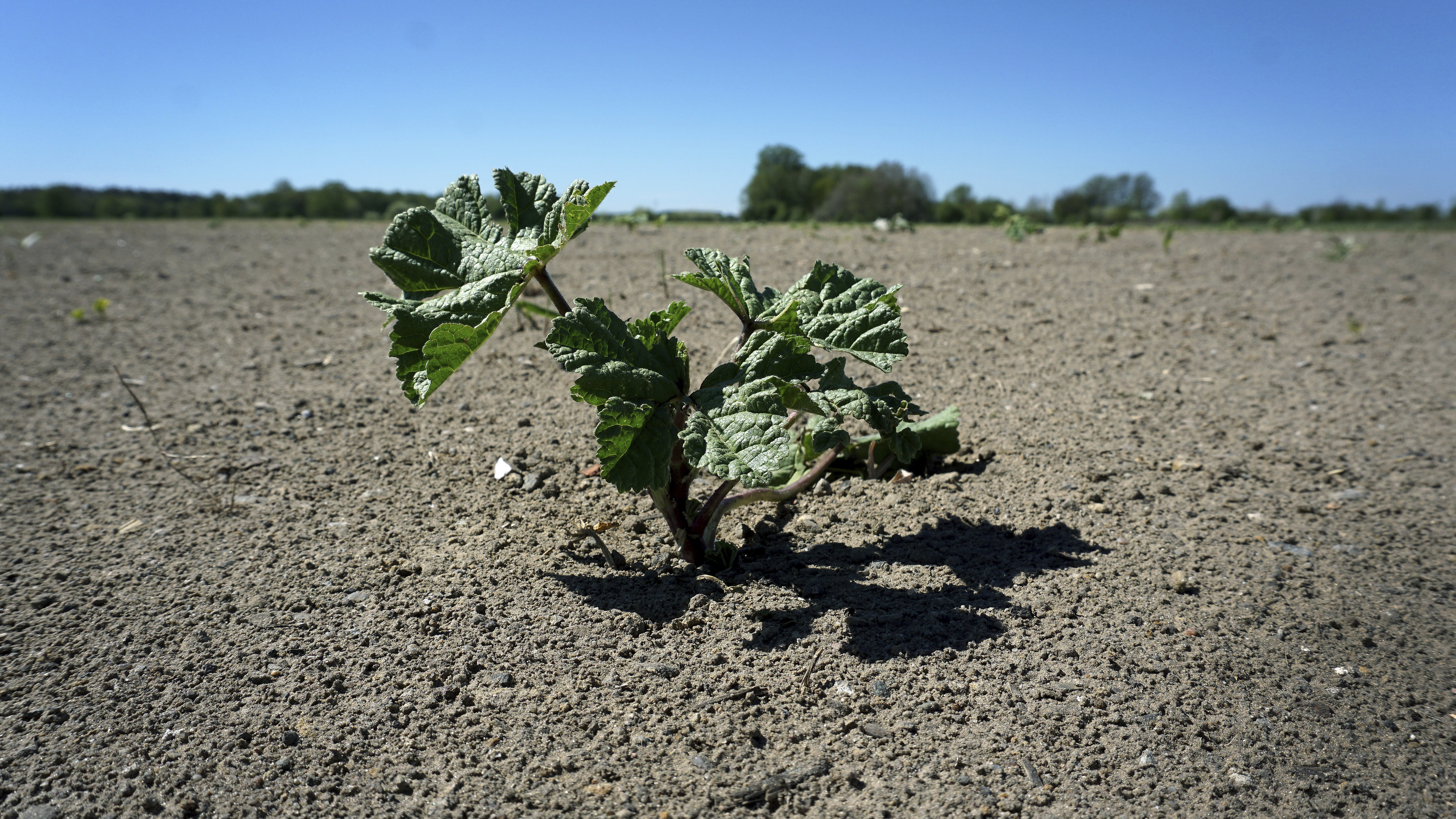 Escasas plantas crecen en un campo cerca de Berlín, Alemania, el 25 de abril de 2019.
Foto: AP