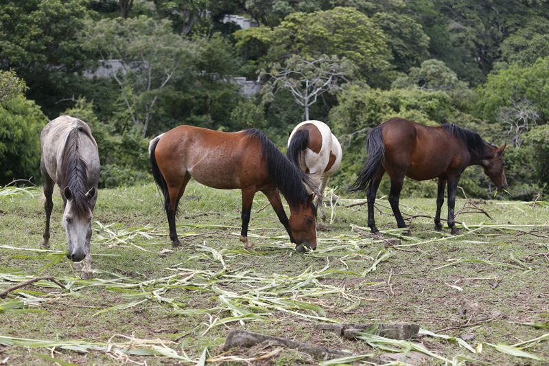 Existen diferentes especies de la bacteria Brucella . Cada especie está asociada a un animal. La que afecta a los caballos es la Brucella abortus , la misma de las vacas. | ADRIÁN SOTO
