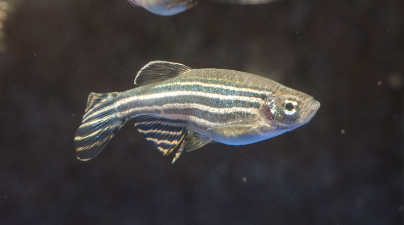El pez cebra es utilizado en el laboratorio de la investigadora Karina Yaniv para analizar cómo crecen los vasos sanguíneos y los órganos en esta especie. | INSTITUTE FOR TOXICOLOGY AND GENETICS.