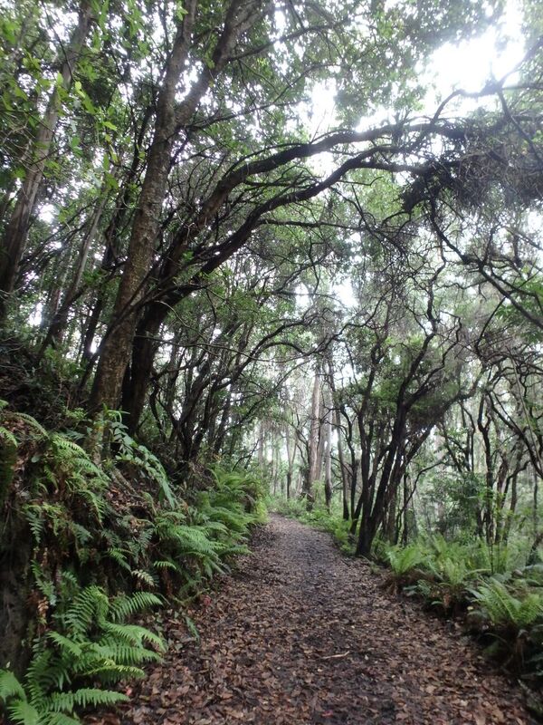 El terreno adquirido colinda con el sector Prusia, una zona de variada vegetación y gran atractivo turístico ubicada en el Parque Nacional Volcán Irazú. Foto: Asociación Costa Rica por Siempre para LN.