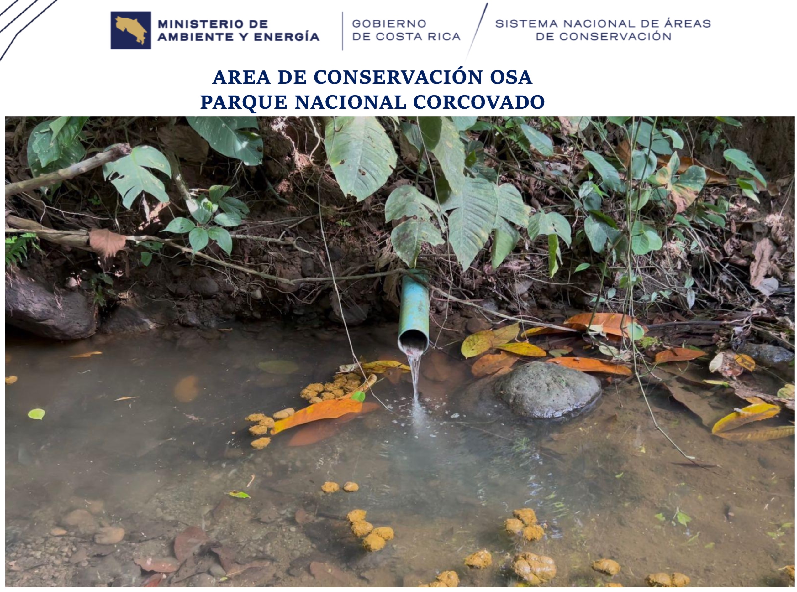 Detalle gráfico de materia fecal flotando en el río Camaronal la tarde del 11 de mayo anterior, tal y como se detalló en un informe de gira y visita de técnicos del Sinac sobre los efectos en ese cauce de la planta de tratamiento de la Estación Biológica Sirena en el Parque Nacional Corcovado.