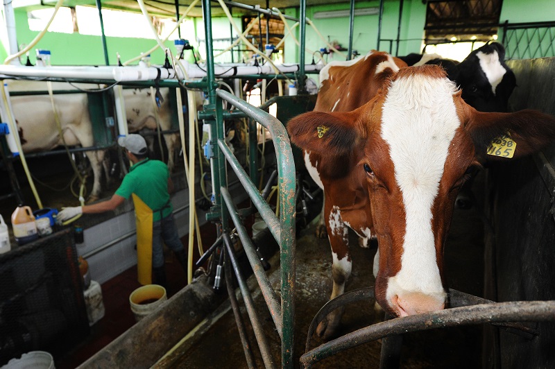 Costa Rica tiene 28.000 productores de leche, con 13.000 fincas especializadas y 15.000 de doble propósito (leche y carne), según el último censo agrícola. Aquí la finca de los Madriz, en Rancho Redondo. Foto: Melissa Fernández Silva