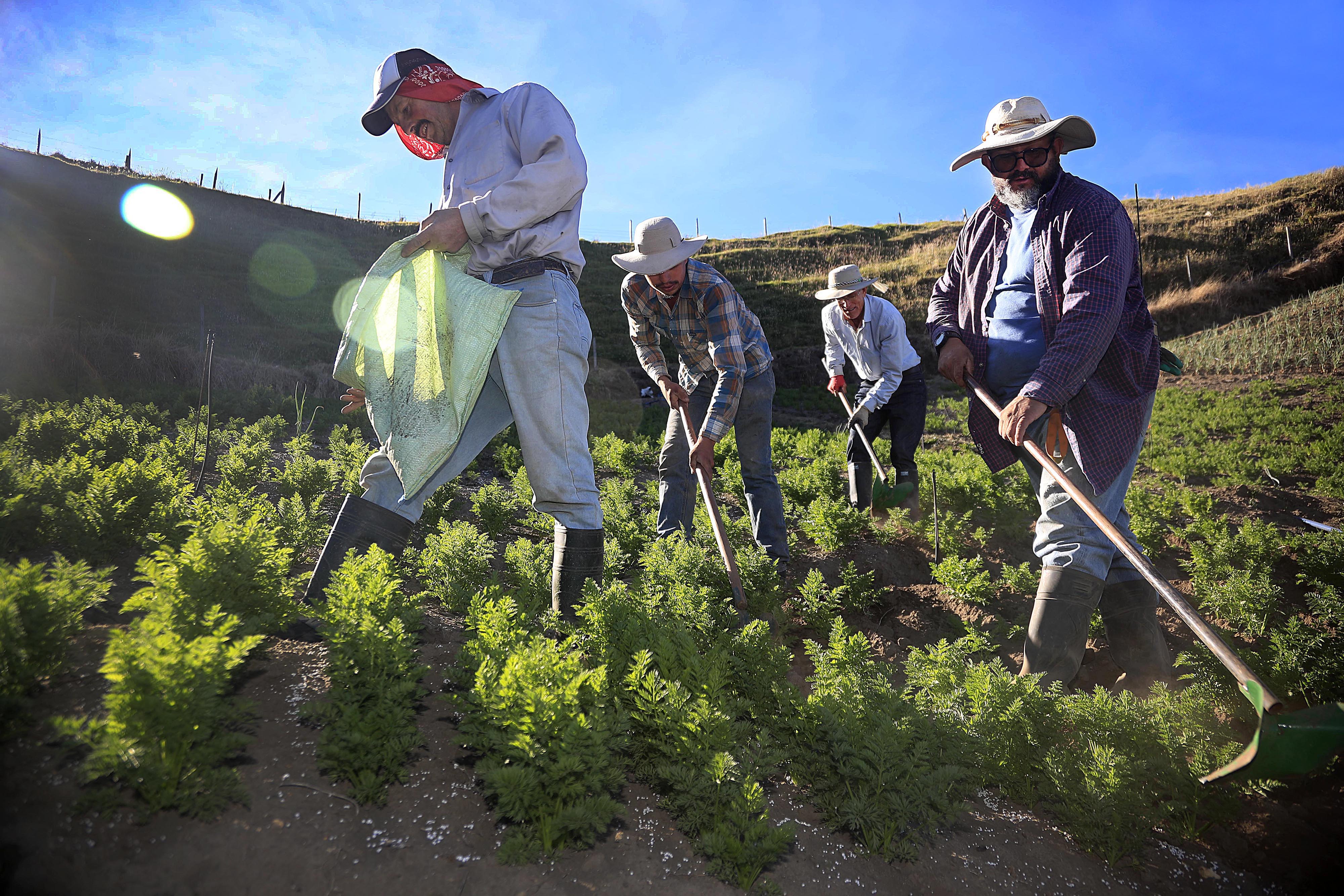 09/05/2023 Cartago, zona norte. Los agricultores se esmeran en trabajar la tierra. Preparan el terreno para la siembra, depositan la semilla y cuidan los cultivos, que requieren abono, limpieza y demás atenciones hasta sacar la cosecha. Este 15 de mayo celebran a su santo patrono San Isidro Labrador. Adolfo Vega Gómez, Brandon Gutiérrez Rodríguez, Euquerio Víquez Víquez y Nelson Martínez Rivera abonaron y aporcaron zanahoria, a las 7:15 a.m., en finca La Juanita, en San Juan de Chicuá.