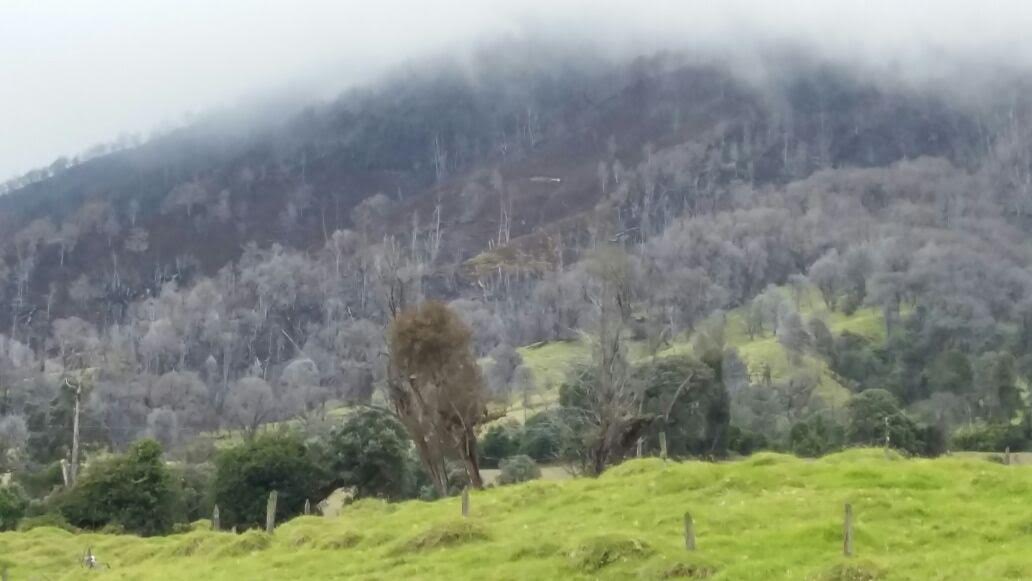 El administrador del Parque Nacional Volcán Turrialba, Miguel Salazar, dijo que el efecto provocado por el volcán en la vegetación hace única a esta área silvestre.