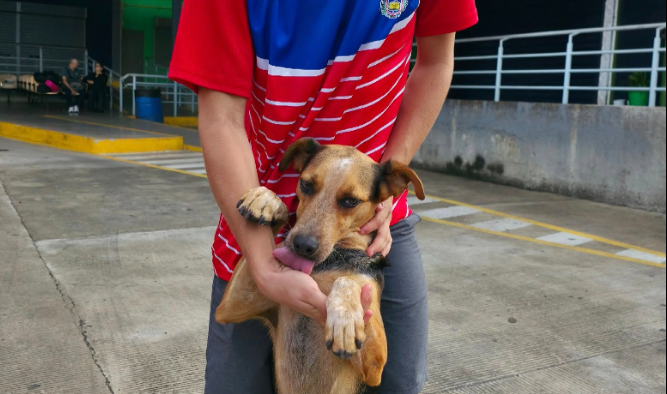 Según NTG Costa Rica, Leo es la mascota del Liceo Maurilio Alvarado Vargas. En la imagen posa junto a un estudiante al que por ser menor de edad se le resguarda su identidad.