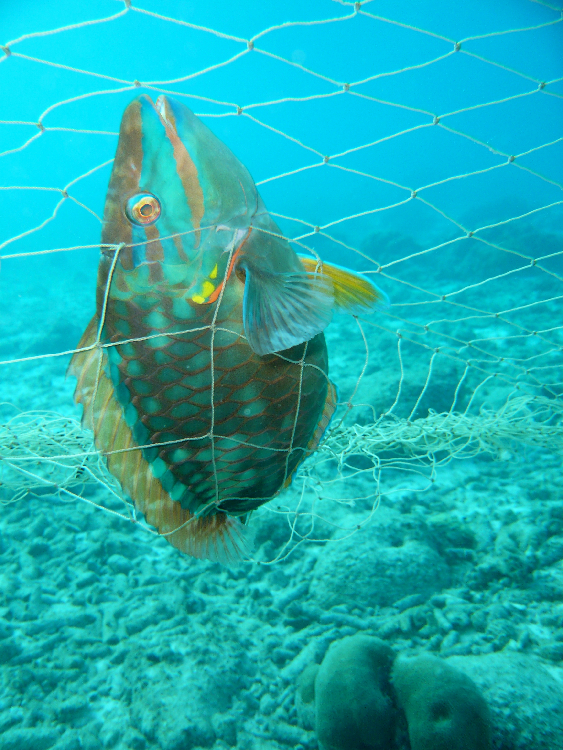 Los peces loro son herbívoros que ayudan a los corales a mantenerse ‘limpios’ de macroalgas, las cuales podrían impedir su crecimiento.