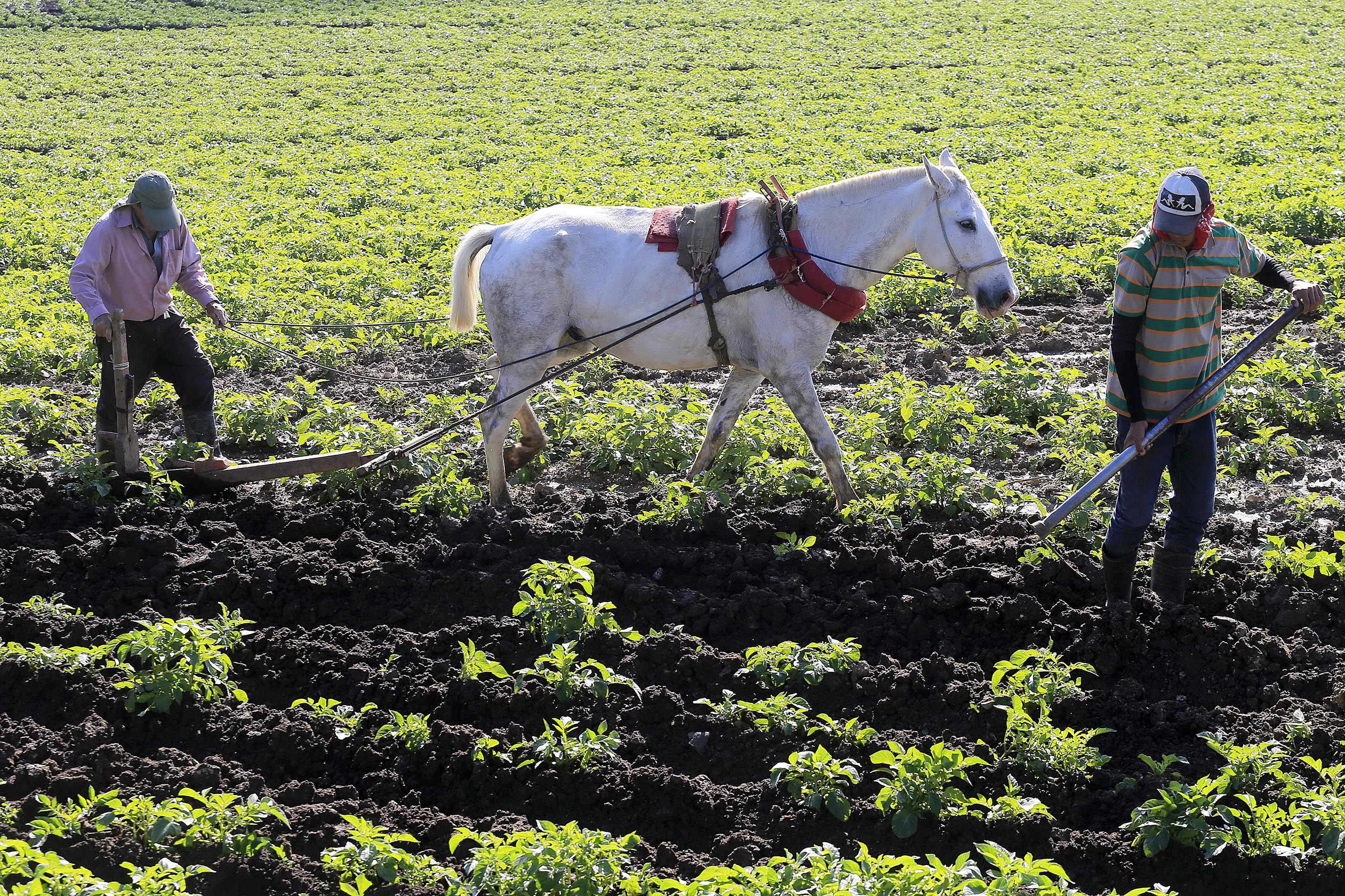 09/11/2020 Potrero Cerrado de Oreamuno. Desde muy temprano los agricultores aprovecharon que el día empezó soleado para realizar sus labores. Cerca del Sanatorio Durán estos trabajadores aporcaban un papal. Foto: Rafael Pacheco