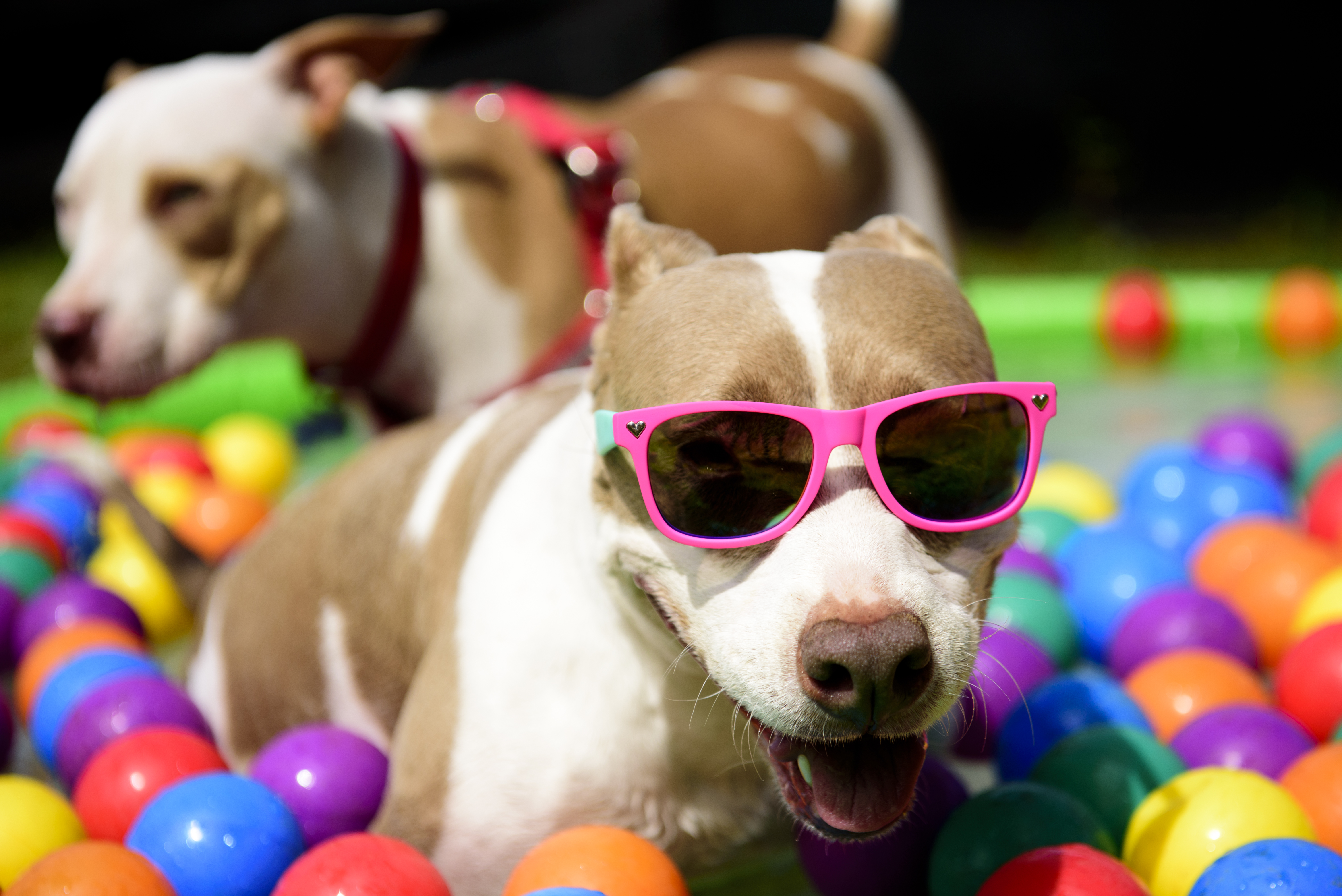 20/03/19
Fotografías de el ambiente que se vive en las fiestas de cumpleaños para perros.
Puppy Grey
Foto: Puppyrazzi by Luis Navarro