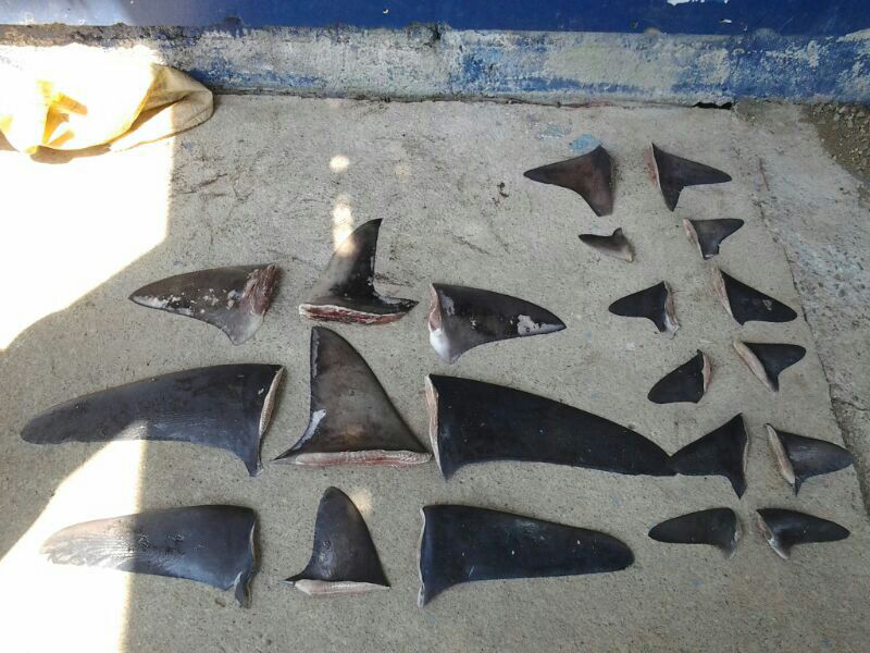 Desde 2003, la práctica del aleteo y la sobreexplotación de las poblaciones de tiburones han sido escollo para la imagen de conservación que Costa Rica proyecta en el exterior. | ARCHIVO