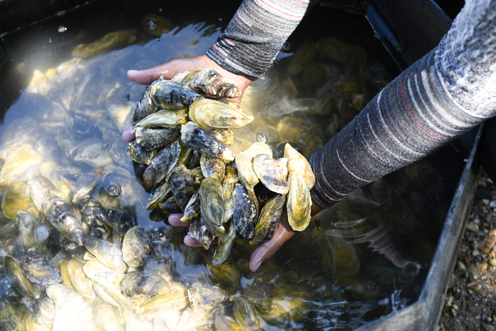 El cultivo de ostras se ha convertido en una alternativa económica a la pesca tradicional para comunidades ubicadas en los golfos Nicoya y Dulce. | JEANNINA CORDERO