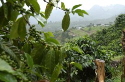 El Fondo Nacional de Sostenibilidad Cafetalera (Fonascafé) tiene el fin de ayudar en la renovación de las plantaciones y otorgar créditos a tasas preferenciales para garantizar que esa actividad productiva se mantenga en el tiempo. Foto: Archivo