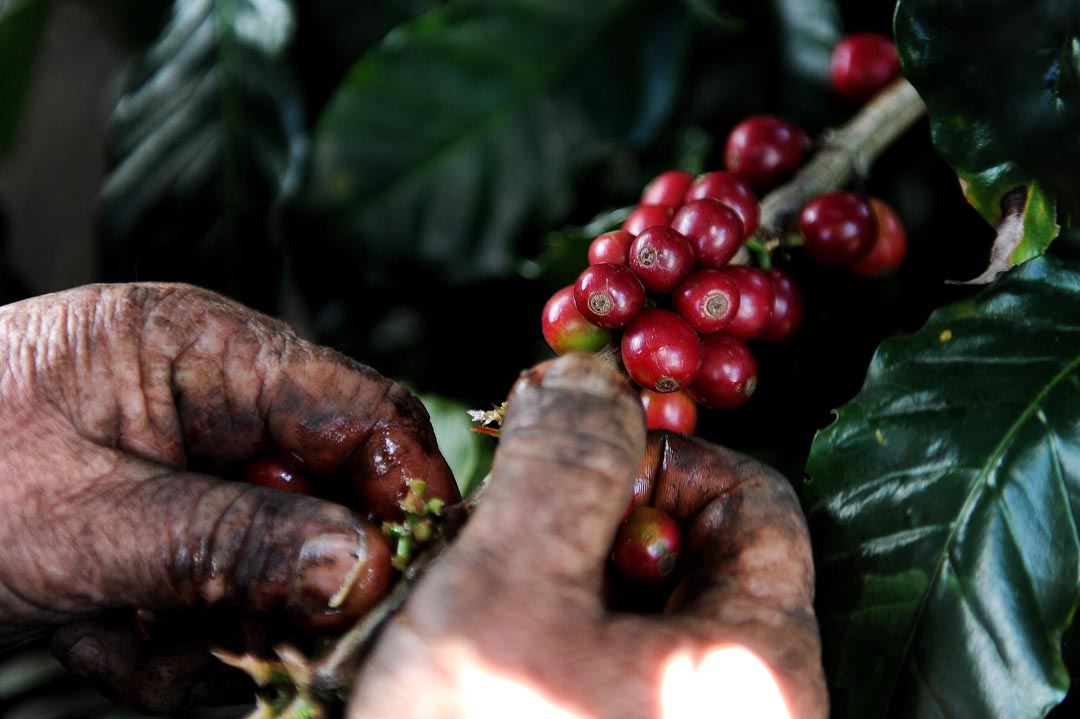 Recolección de café