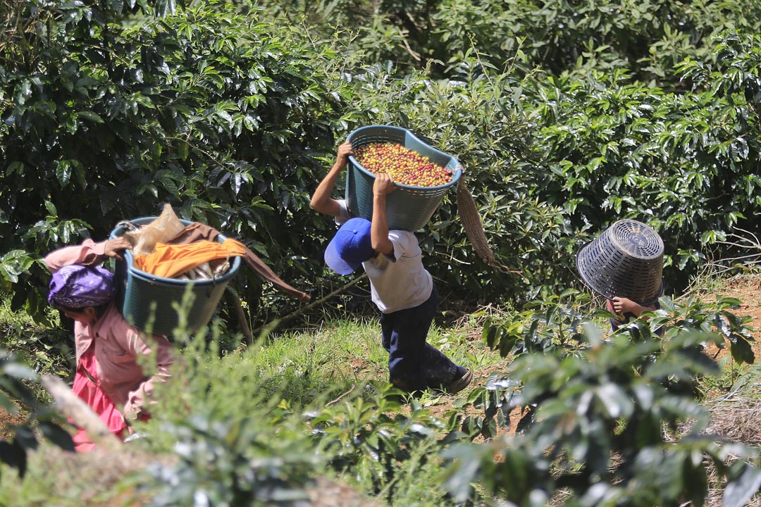 En las fincas cafetaleras de la zona de Los Santos, la de mayor producción del grano en el país, es fundamental el aporte de indígenas panameños Ngöbe-Buglé y nicaragüenses para recolectar la cosecha. Foto: Rafael Pacheco