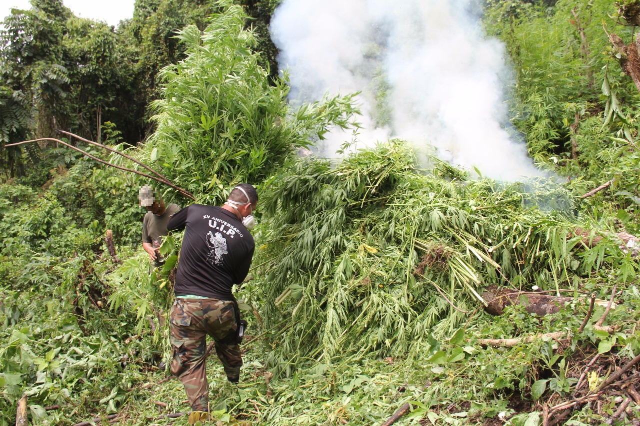 La Policía solo guarda fotos y unas muestras para entregar a la Fiscalía. El resto se quema en la misma plantación. Foto MSP