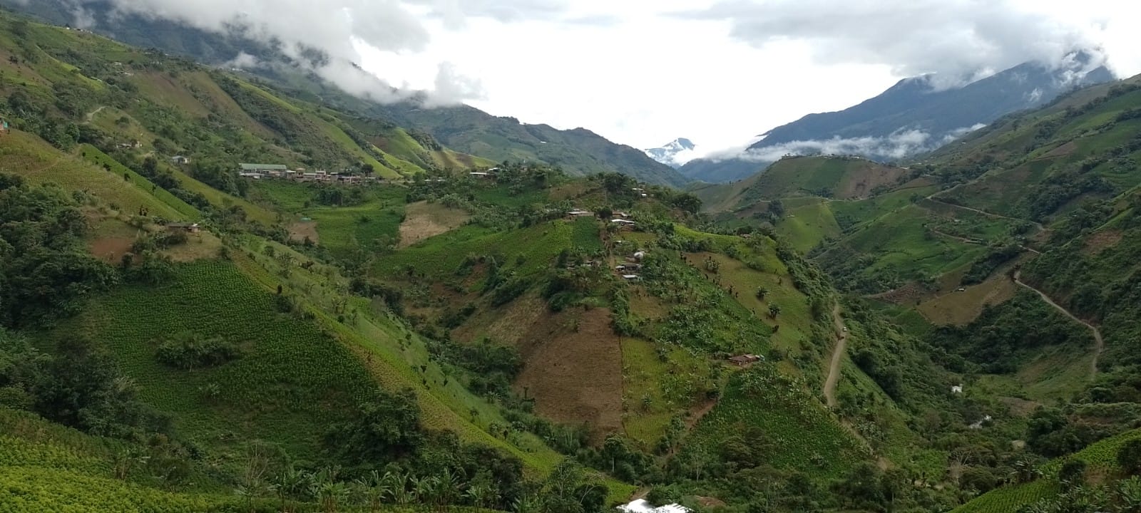 Las plantaciones del cultivo de coca son en las zonas altas de Colombia. Foto: Cortesía