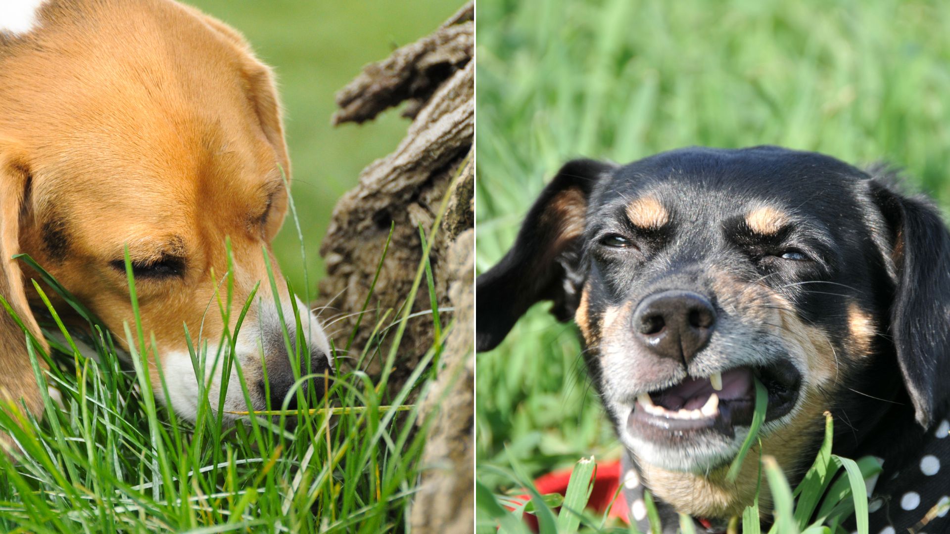 Entienda por qué los perros comen césped y qué medidas tomar para garantizar su bienestar.