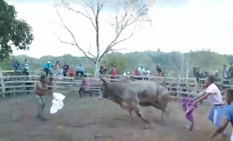 Un hombre de apellidos López López falleció la madrugada de este viernes, luego de ser embestido por un toro, en una corrida clandestina, en La Cruz, de Guanacaste. Foto: Captura de pantalla