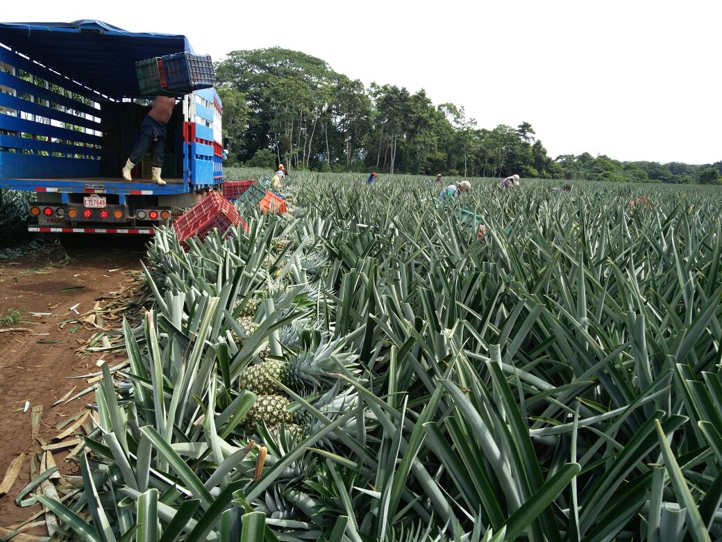 El Comité de Cruz Roja de Pital de San Carlos incursionó en el cultivo de piña de exportación para hacer frente a sus gastos operativos. Foto Cortesía Cruz Roja