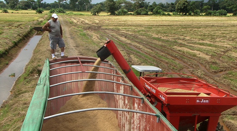 Costa Rica necesita unas 20.062 toneladas de arroz piladas (sin cáscara) al mes y tiene un consumo de 49,82 kilos por persona al año, de acuerdo con las cifras de Conarroz.