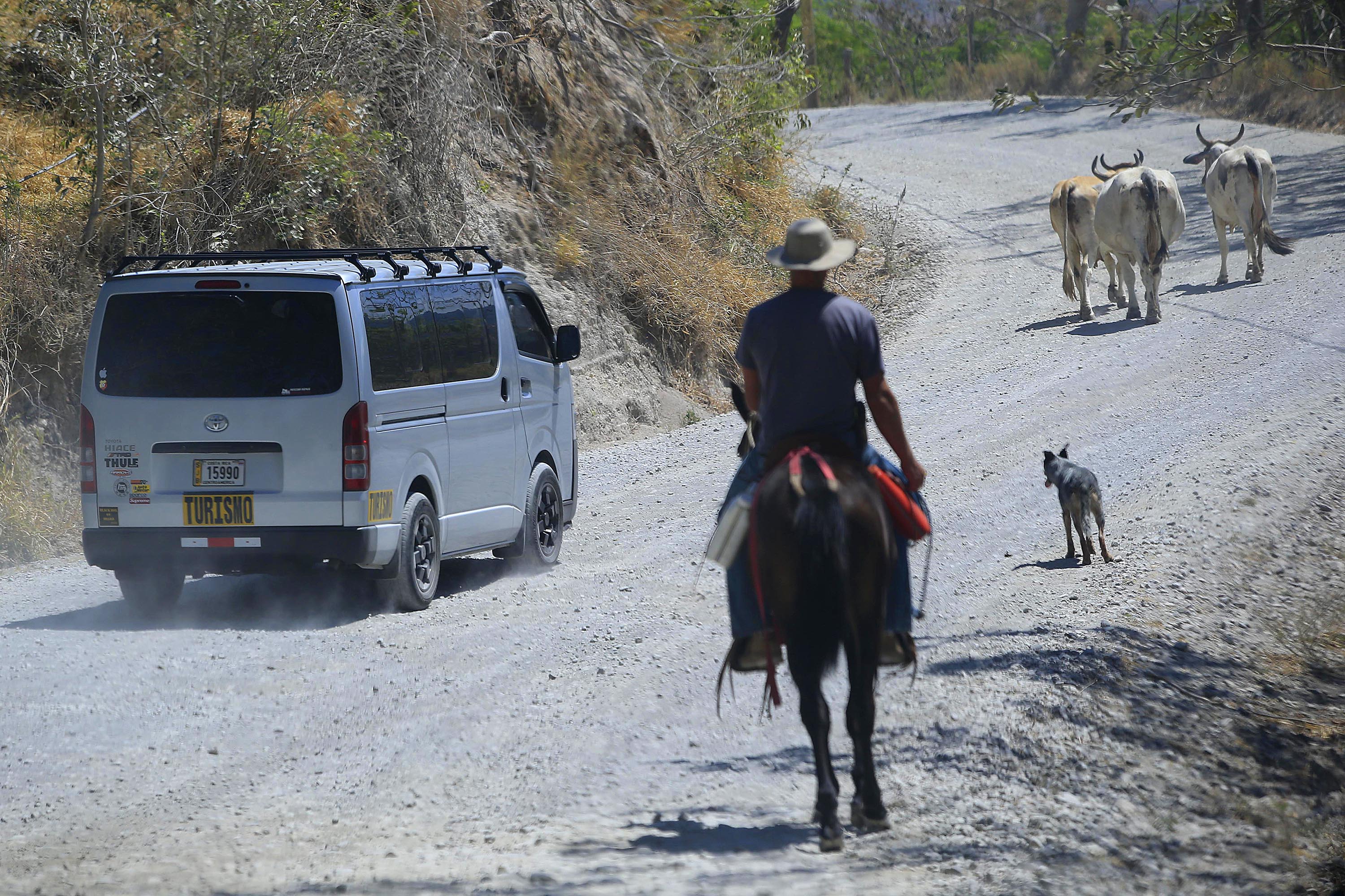 20/03/2019 Monteverde. Recorrido por carretera para ver estado actual, a propósito de nuevo plan para asfaltar esta vía. Javier Méndez Pérez (de sombrero) arreaba vacas, en la Guaria de Guacimal, el pasado miércoles, a las 10:30 a.m. Foto: Rafael Pacheco