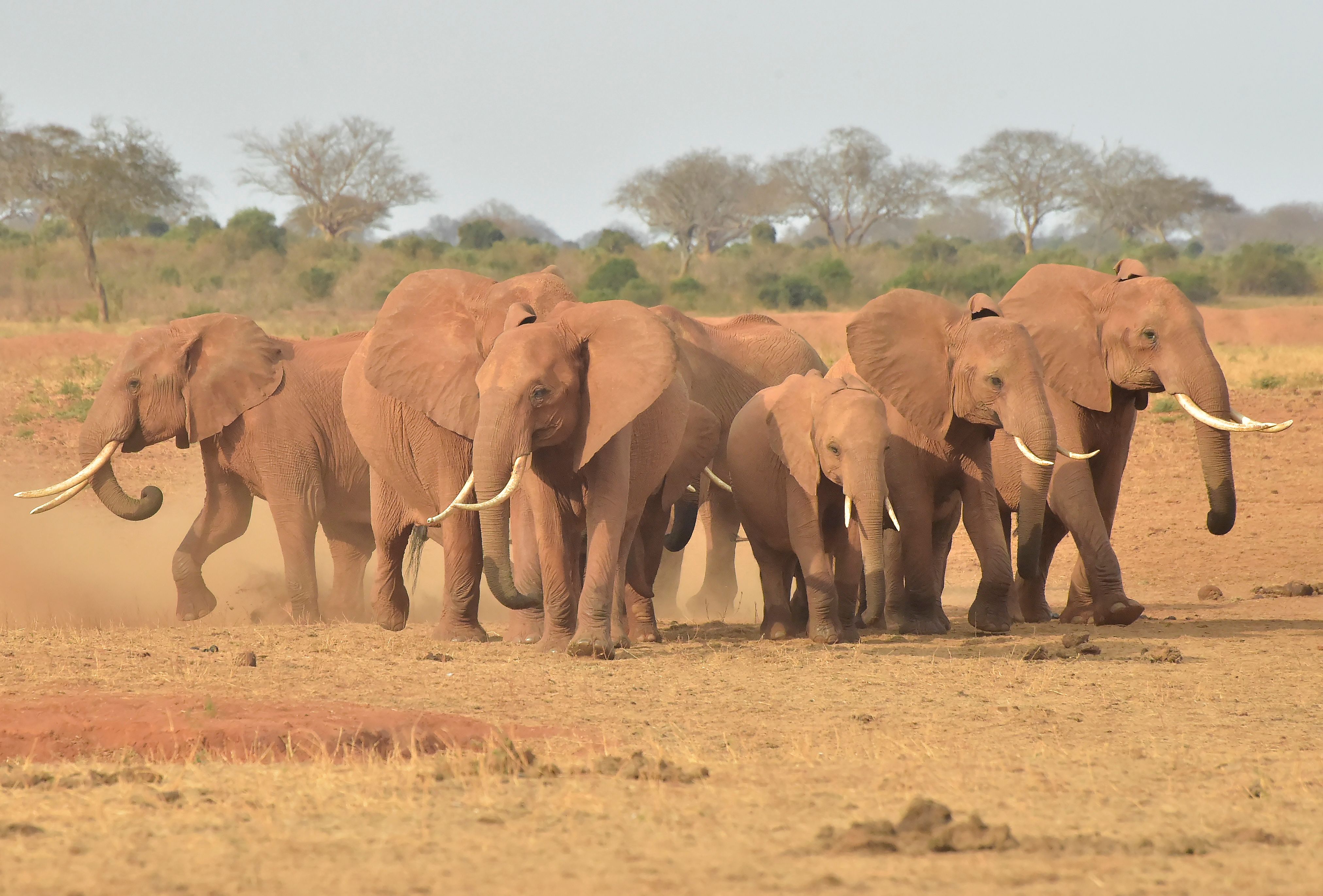 El alto consumo de recursos ha diezmado la población de diferentes tipos de animales. Las ansias de expandirse de los humanos han tenido un impacto sobre la biodiversidad. La población animal se ha reducido en un 60% en los últimos 40 años. Fotografía tomada en agosto pasado por Simon Maina / AFP)