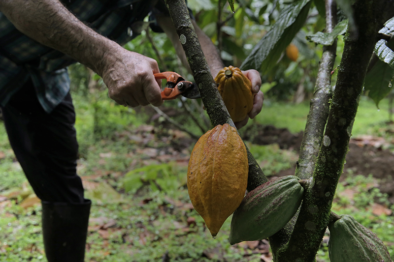 Según el último Censo Agropecuario, realizado en 2014, había 3.169 hectáreas dedicadas al cultivo de cacao.