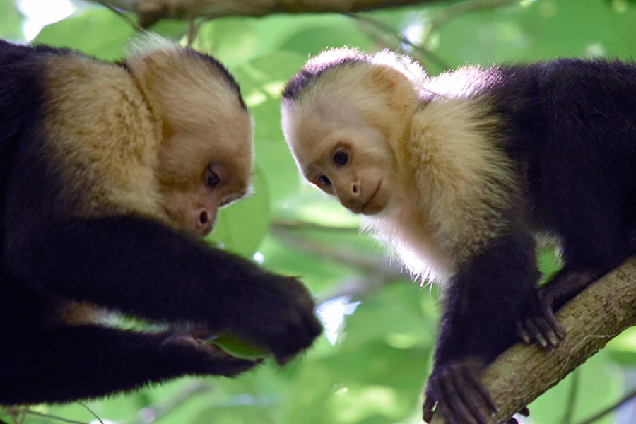 Dos monos capuchinos, uno frente a otro.