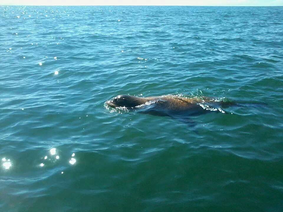 El león marino se encontraba en el sector Piedra Ballena.