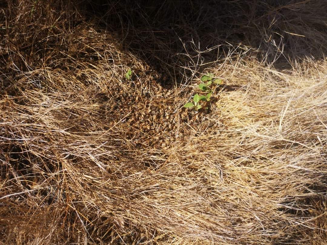 Apicultores de Costa Rica denunció la muerte de miles de abejas. Foto tomada del Facebook de Apicultores de Costa Rica.
