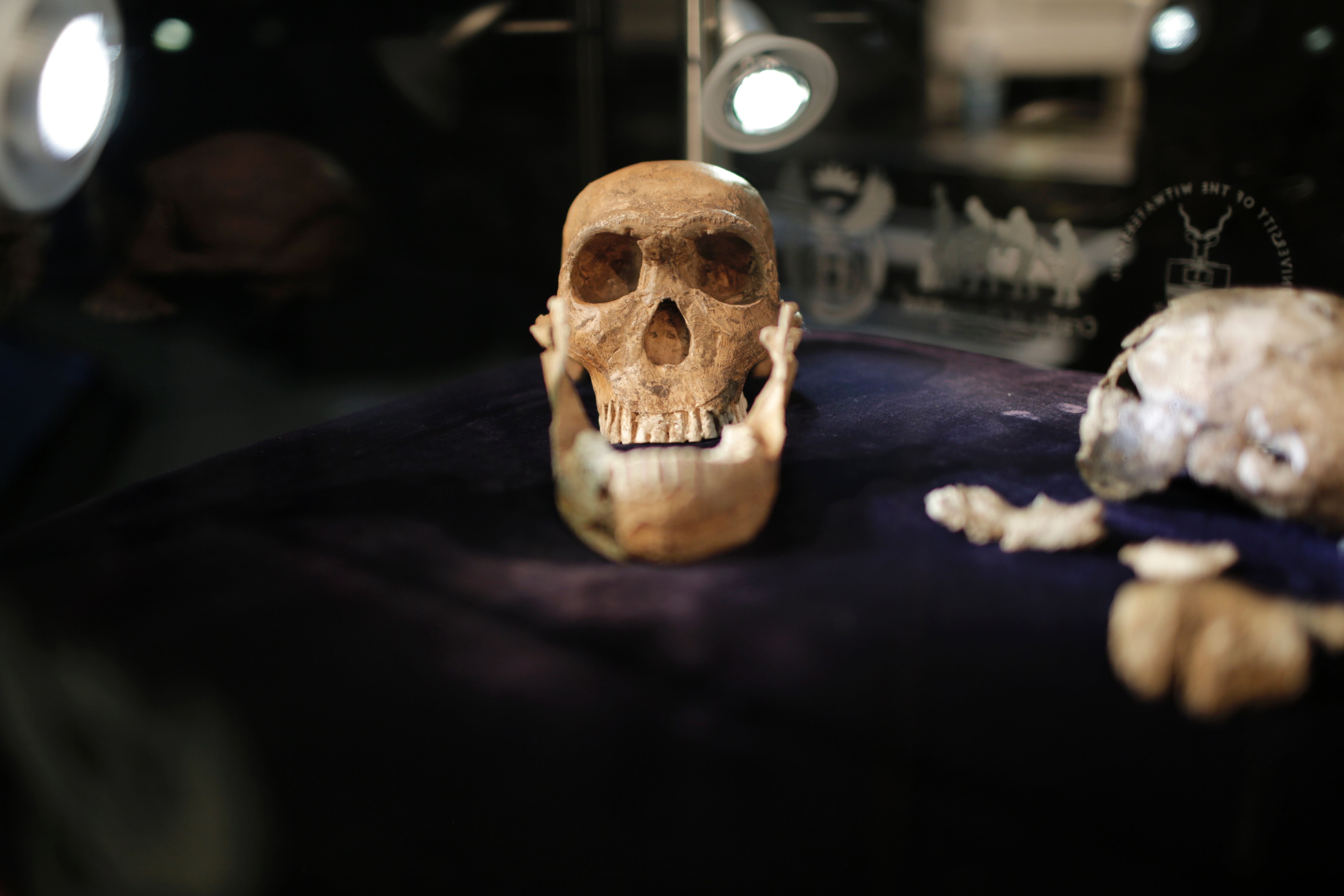 El Homo naledi se caracteriza por tener un cerebro pequeño.