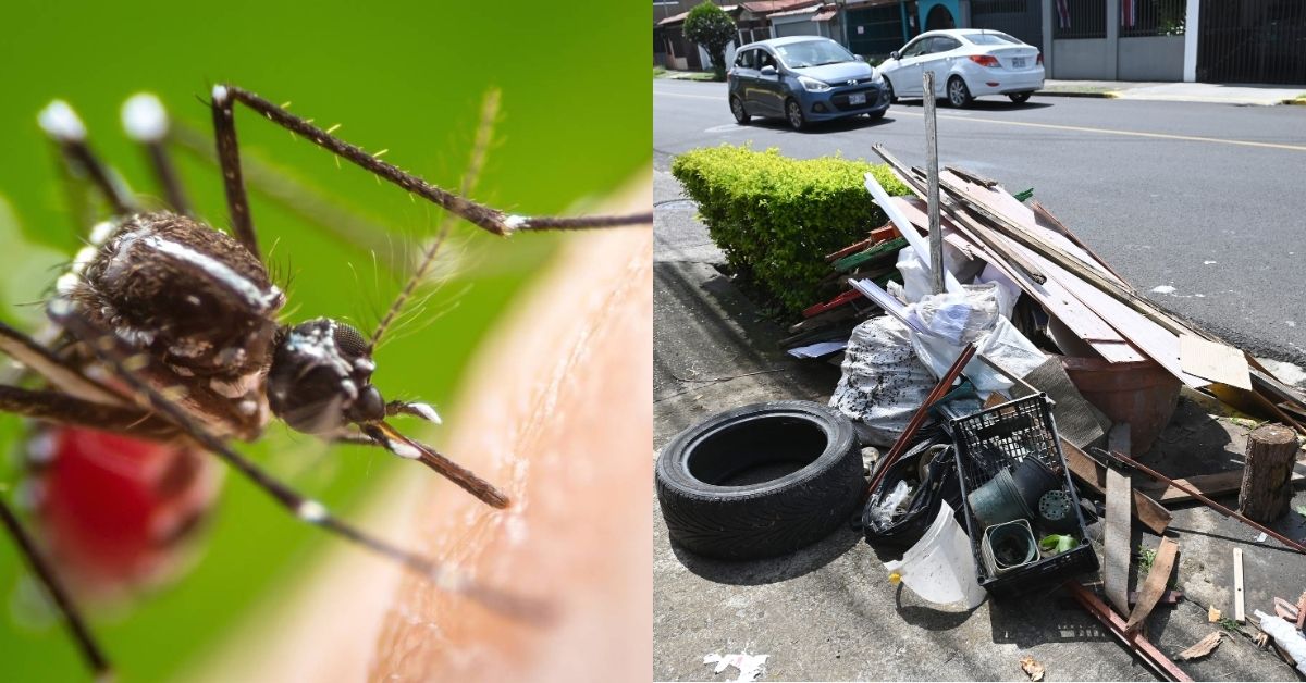 El dengue es transmitido por el mosquito Aedes aegytpi, la basura que puede almacenar agua es potencial criadero de nuevos mosquitos.
Fotografías: Shutterstock / Albert Marín