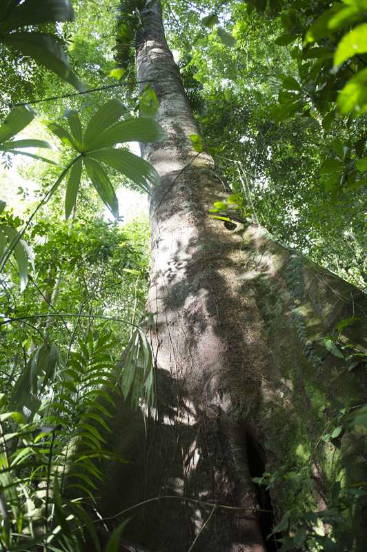La Red Costarricense de Reservas Naturales protege más de 82.000 hectáreas de bosque. | JEANNINA CORDERO