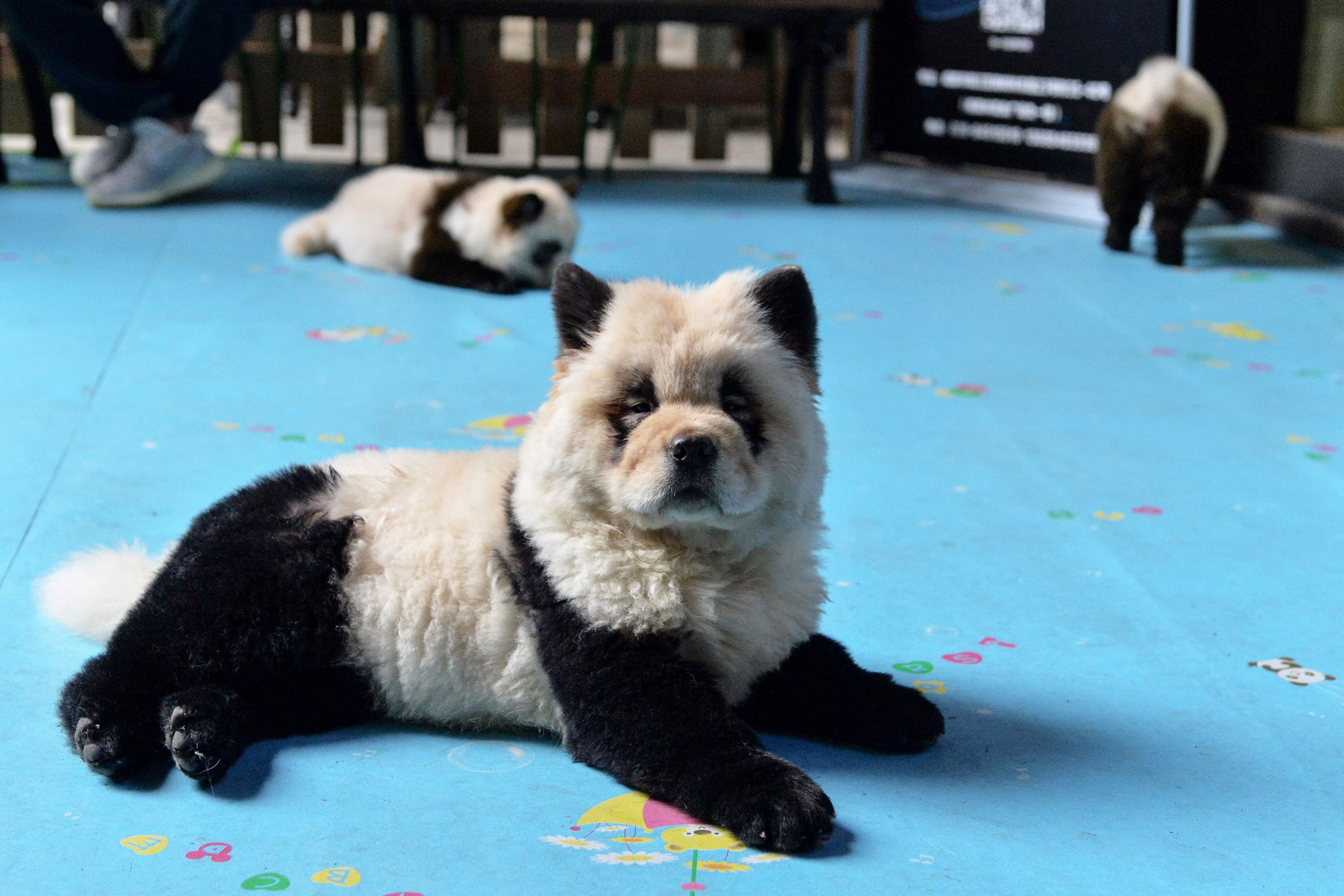 Tremenda Bronca En China Porque Restaurante Tine Perros Como Pandas Bebe La Teja
