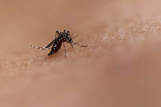 Este es una mordedura del mosquito Aedes aegypti sobre la piel. Fotografía: NIAID