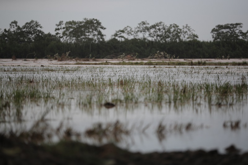 En Parrita (foto) y en Guanacaste las plantaciones de arroz quedaron inundadas. El Instituto Nacional de Seguros reportó 85 reclamos por cosechas perdidas.