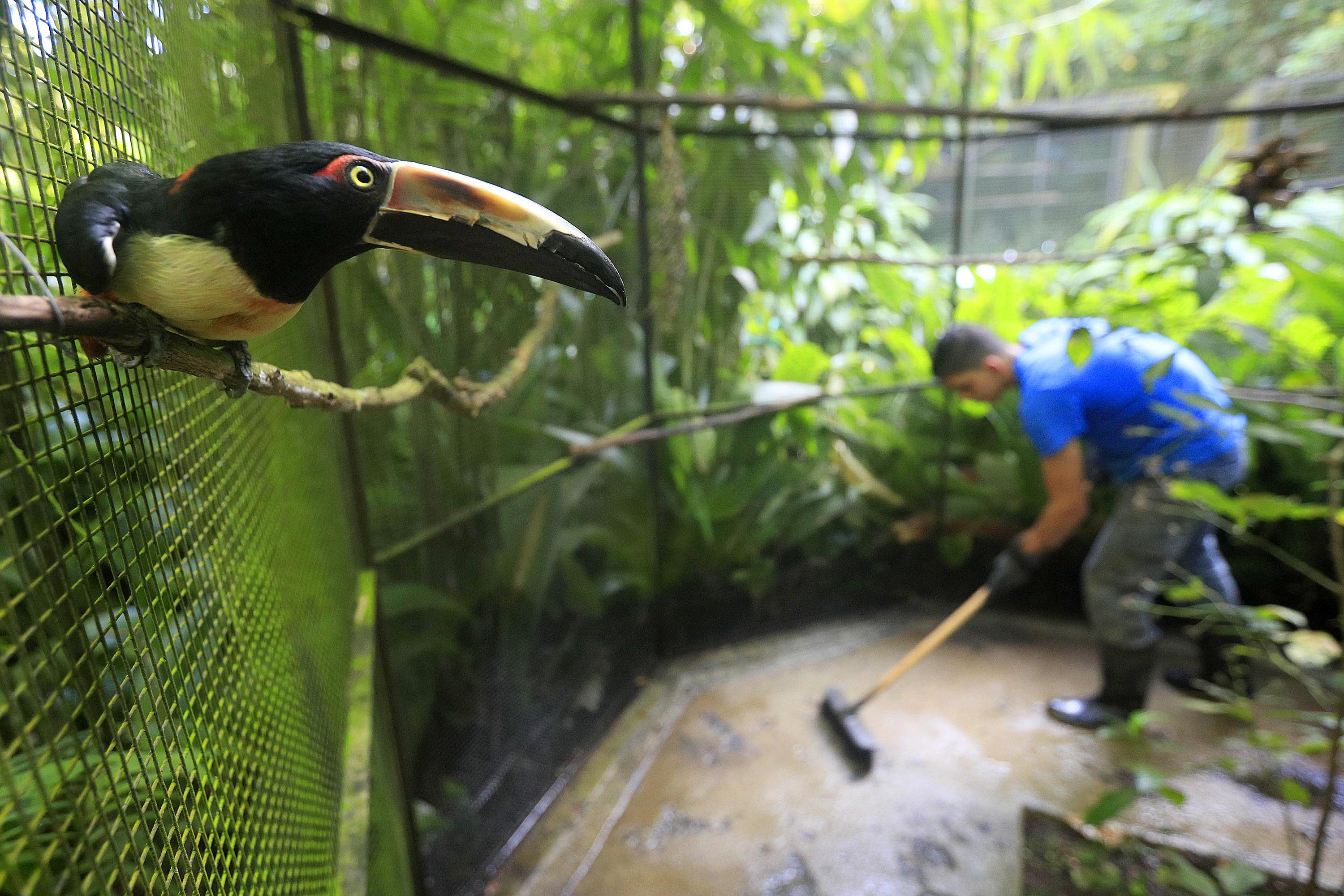 08/11/2021 San José. El Parque Zoológico y Jardín Botánico Simón Bolívar, en el centro de la capital, sigue recibiendo turistas nacionales y extranjeros. Reptiles como culebras, caimanes y cocodrilos, así como aves, entre las que destacan tucanes, loras y buhos, junto con los monos, siguen siendo parte de la población atendida. Pero también hay mamíferos, entre los que destacan un jaguar y una danta. Jean Pierre Sandoval limpió el recinto de la tucaneta.