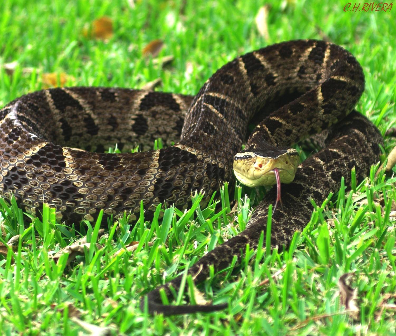 El 70% de las picaduras de serpientes a ganado bovino en Centroamérica son causados por la terciopelo (Bothrops asper). Este animal, de cabeza triangular y negra, mide más de 1,5 metros de largo y tiene un veneno que puede ser letal.