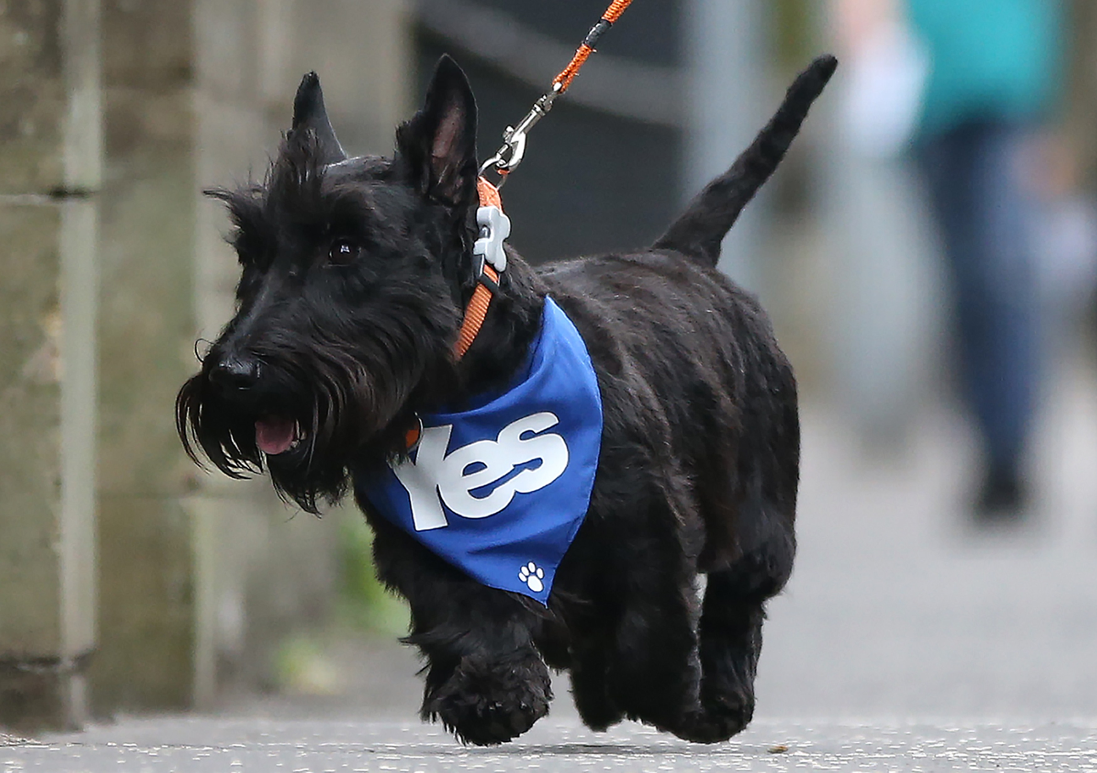 Un perro vistiendo un pañuelo pro indenpendentista en Escocia