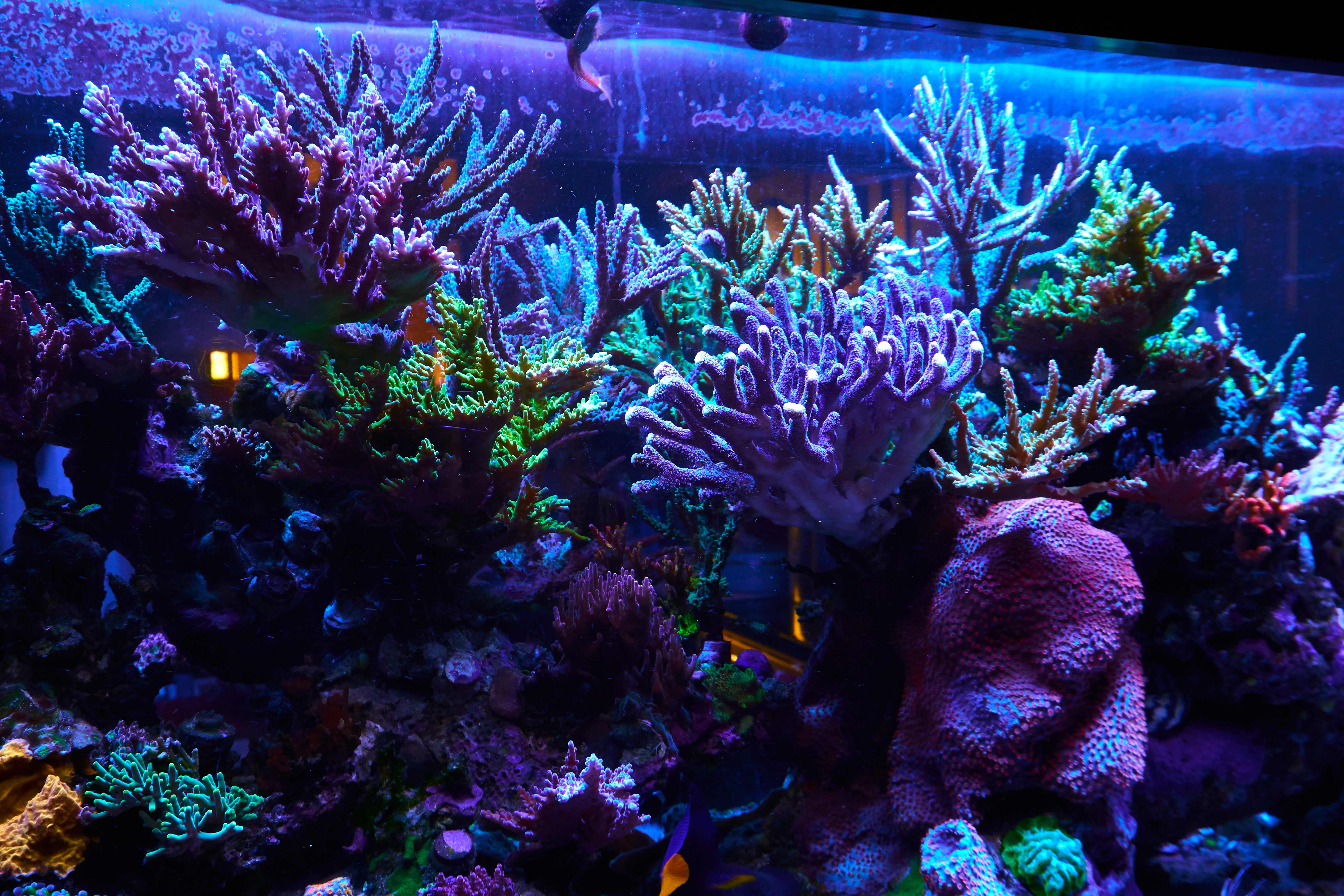 Hoy en día el acuario de Hernán Azofeifa ha alcanzado a tener colonias de corales, producto de una pieza inicial de 2cm, un reto que en sus inicios parecía imposible. Foto: Cortesía.