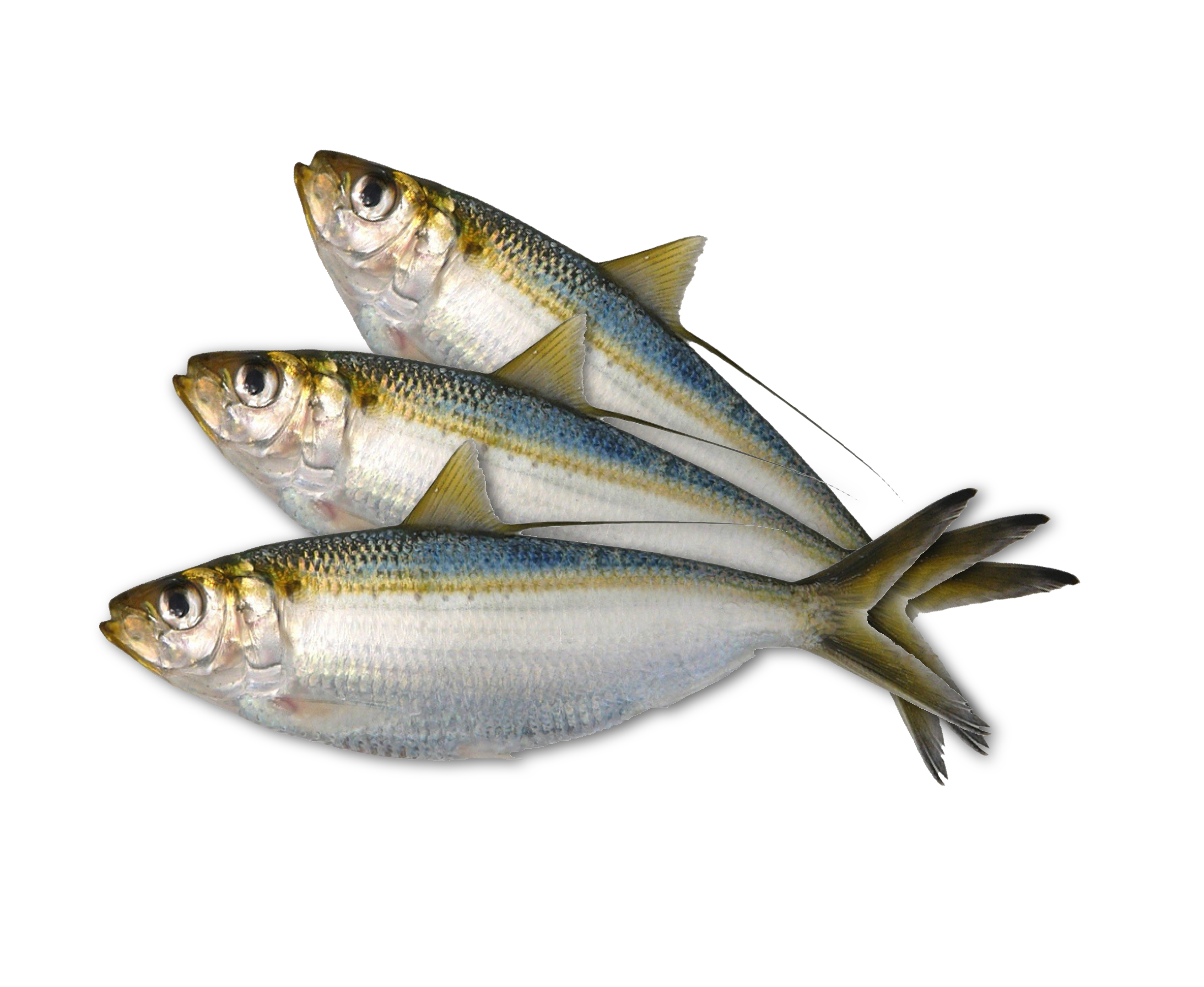 La investigación consideró 30 de la especie Opisthonema libertate, conocida como sardina gallera. Foto: Escuela de Biología de la UCR para LN