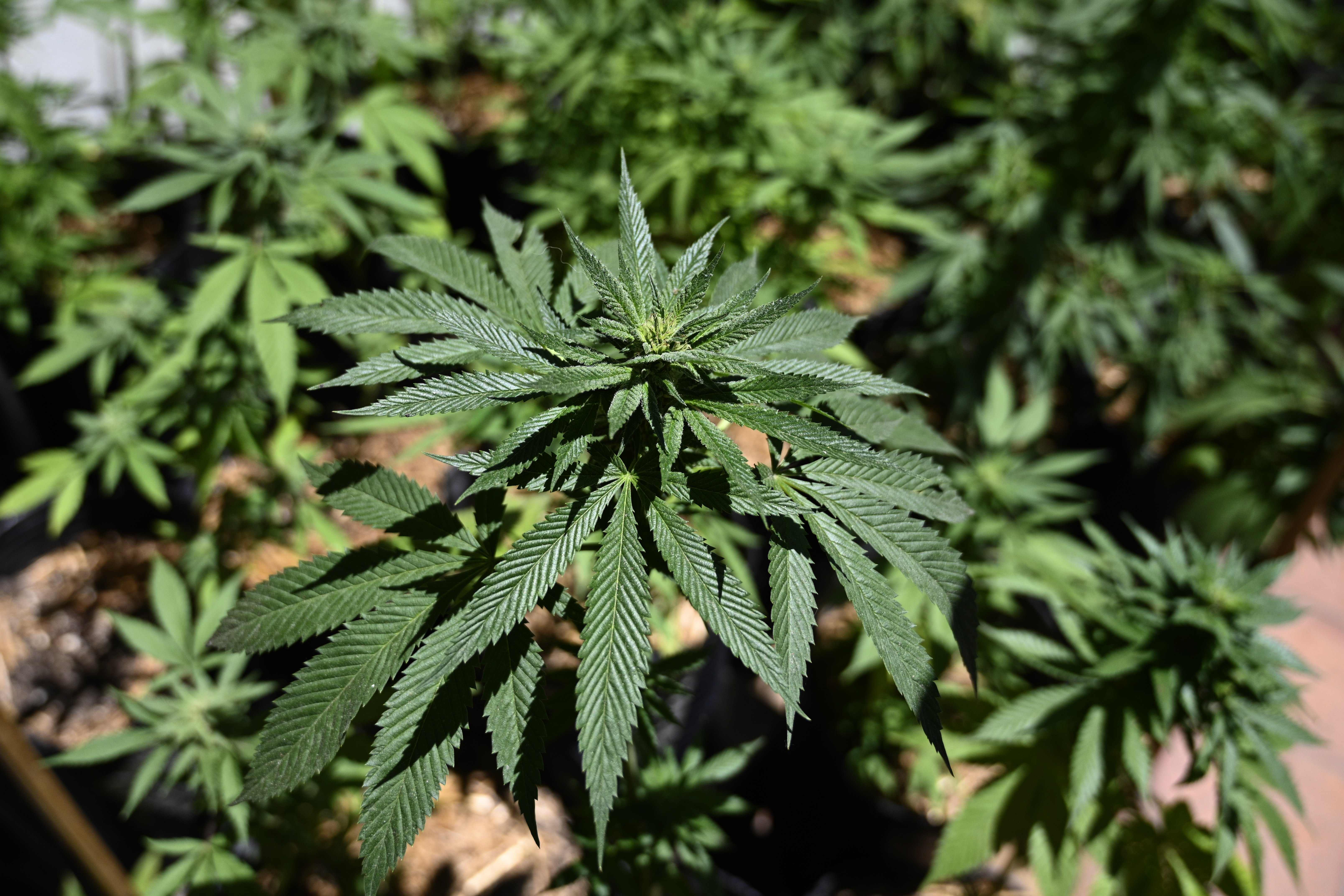 Weed.