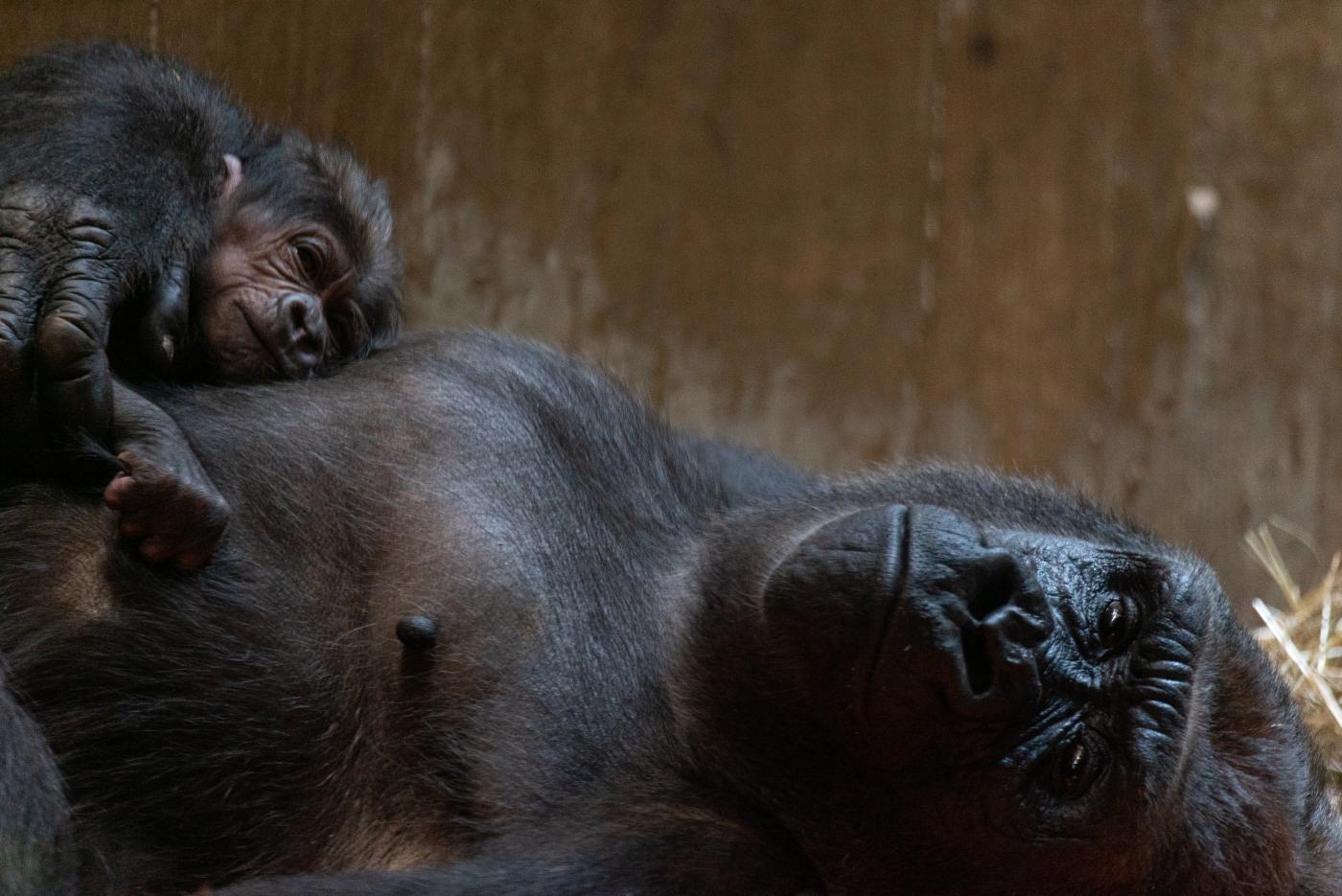 Calaya y su pequeño Moke. Foto: Smithsonian’s National Zoo and Conservation Biology Institute