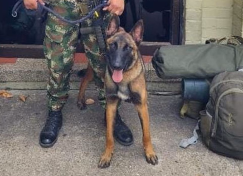 Wilson es un perro de raza pastor belga que pertenece a las Fuerzas Militares de Colombia.