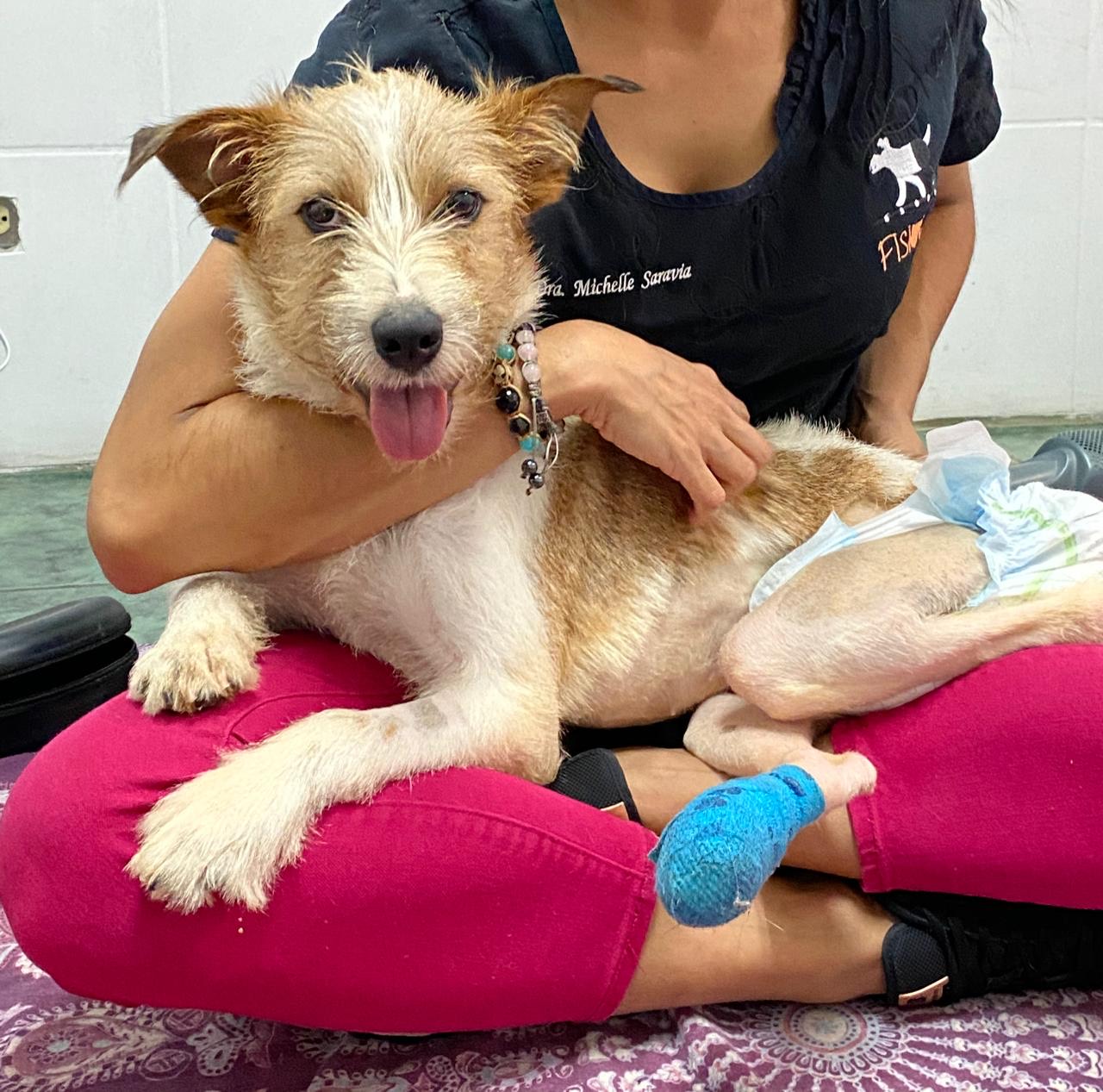 Vinny fue rescatado este año. Lo atropellaron en Semana Santa y fue atendido hasta un mes después. Su columna estaba fracturada. Actualmente va a fisioterapia y le van a amputar una patita. Él también está en adopción. Foto: Fuerza Animalia para LN