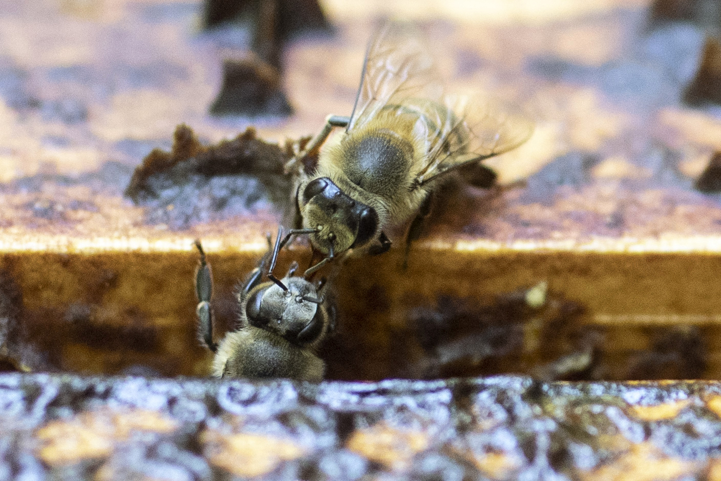 Agonizing bees try to escape a poisoned beehive at an apiary in Santa Fe de Antioquia, Antioquia department, Colombia, on January 31, 2021. - Hundreds of hives have disappeared in the last years in Colombia and official investigations point at Fipronil, a pesticide prohibited in Europe and restricted in China. (Photo by JOAQUIN SARMIENTO / AFP)