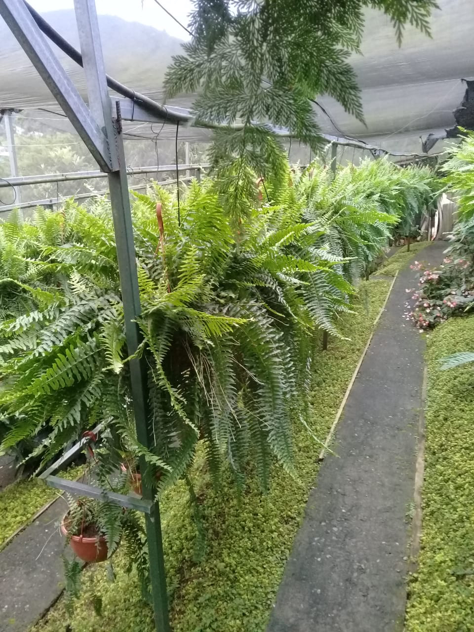 El cultivo y exportación de helechos tuvo su mejor época entre el 2006 y el 2008. Luego cambió el gusto de los mercados y la actividad decayó. Ese producto mantiene hoy demanda en el mercado interno. Aquí el vivero Paraíso Verde Palmares. Foto: Cortesía.