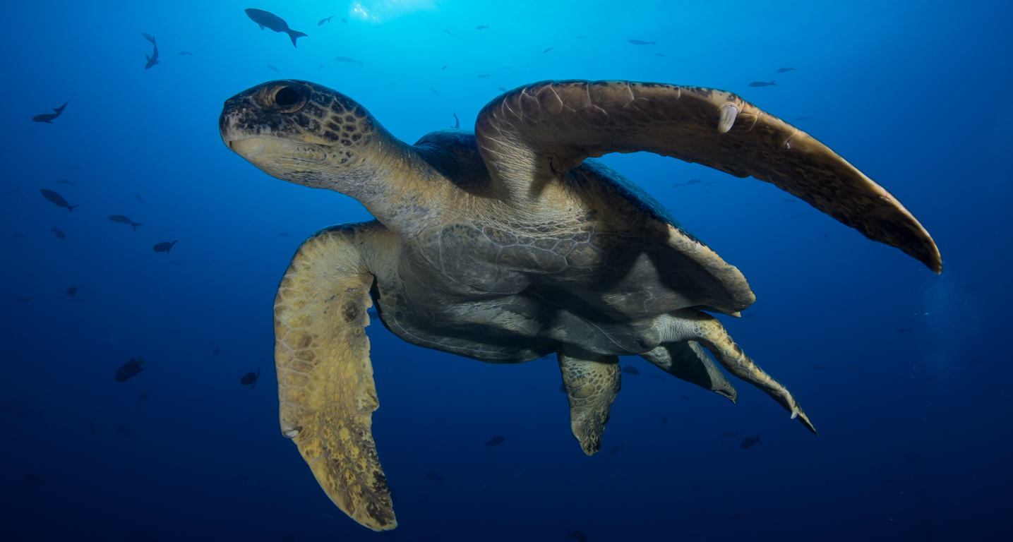 En una inmersión casual puede verse la tortuga verde (Chelonia mydas).