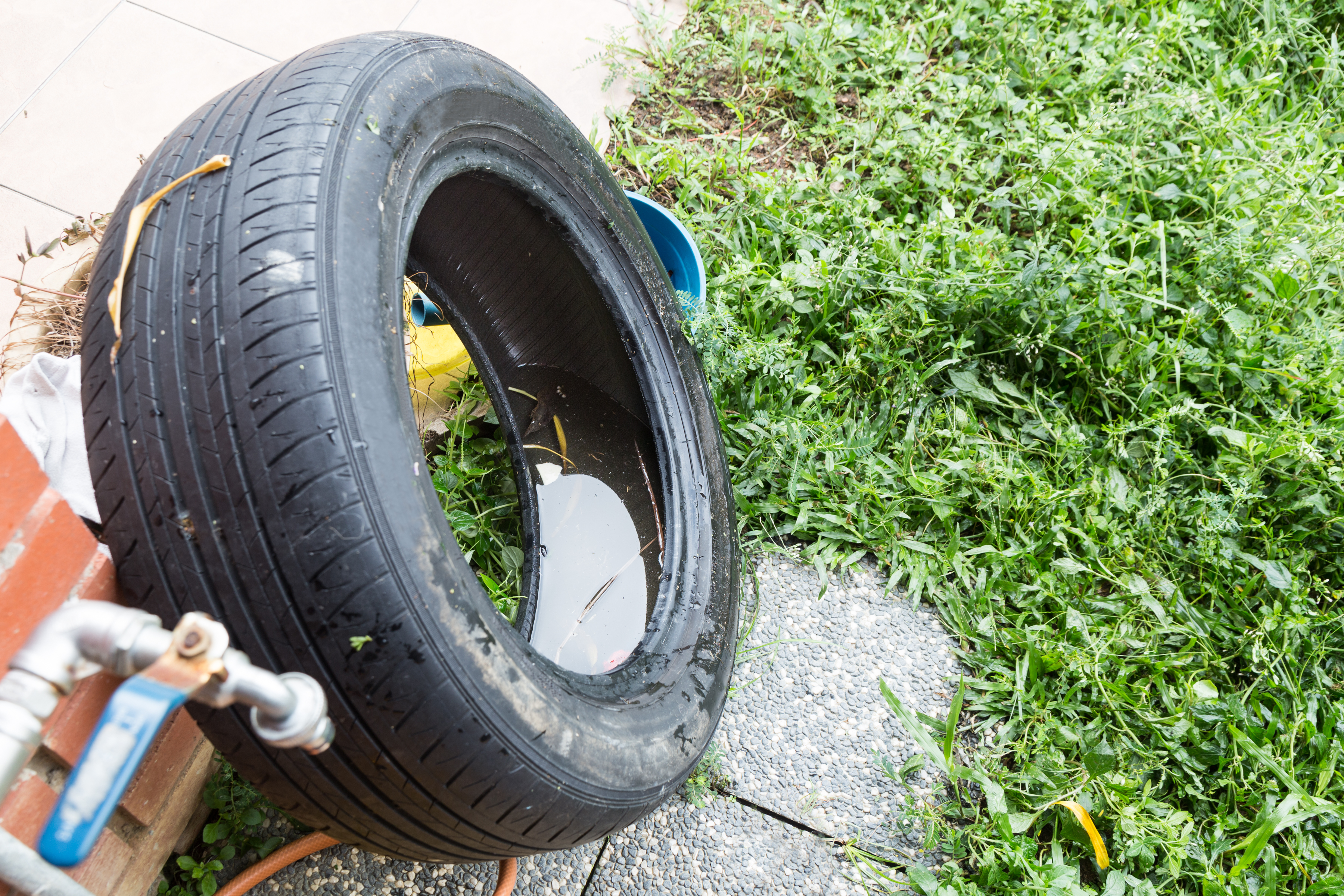Esta es una fotografía de un criadero de dengue.
Fotografía: Shutterstock