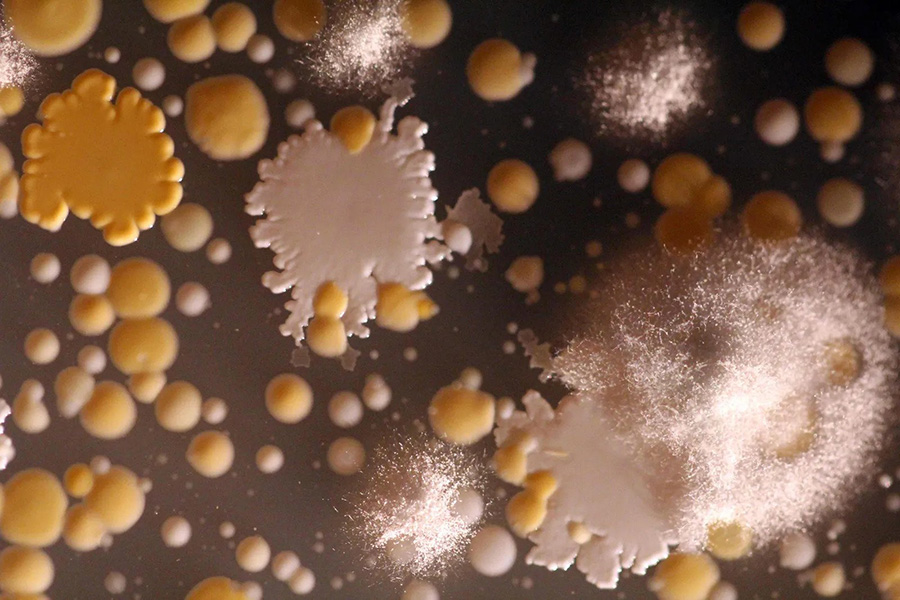 Cada queso es un ecosistema de bacterias y hongos. Estos microbios se aislaron de la corteza de un queso azul de Vermont. Las colonias naranjas con bordes ondulados son la bacteria Staphylococcus xylosus y las blancas son S. succinus. Las pequeñas colonias redondas son varias especies de Brevibacterium, y la colonia blanca difusa es un moho Penicillium.