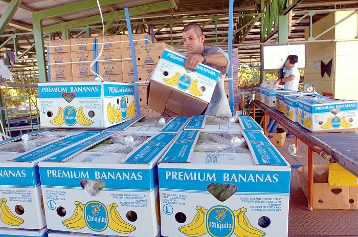 El banano exportado a la Unión Europea entrará, a partir de este año, con un sello de calidad del producto. Mainor Quirós acomoda cajas de fruta lista para exportar en una planta empacadora Los Laureles en San Alberto de Siquirres.